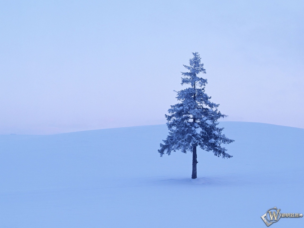 Дерево в снегу 1024x768
