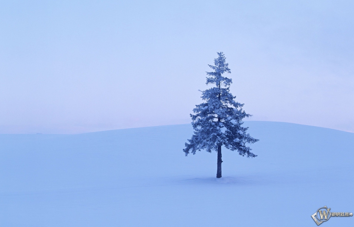 Дерево в снегу 1200x768