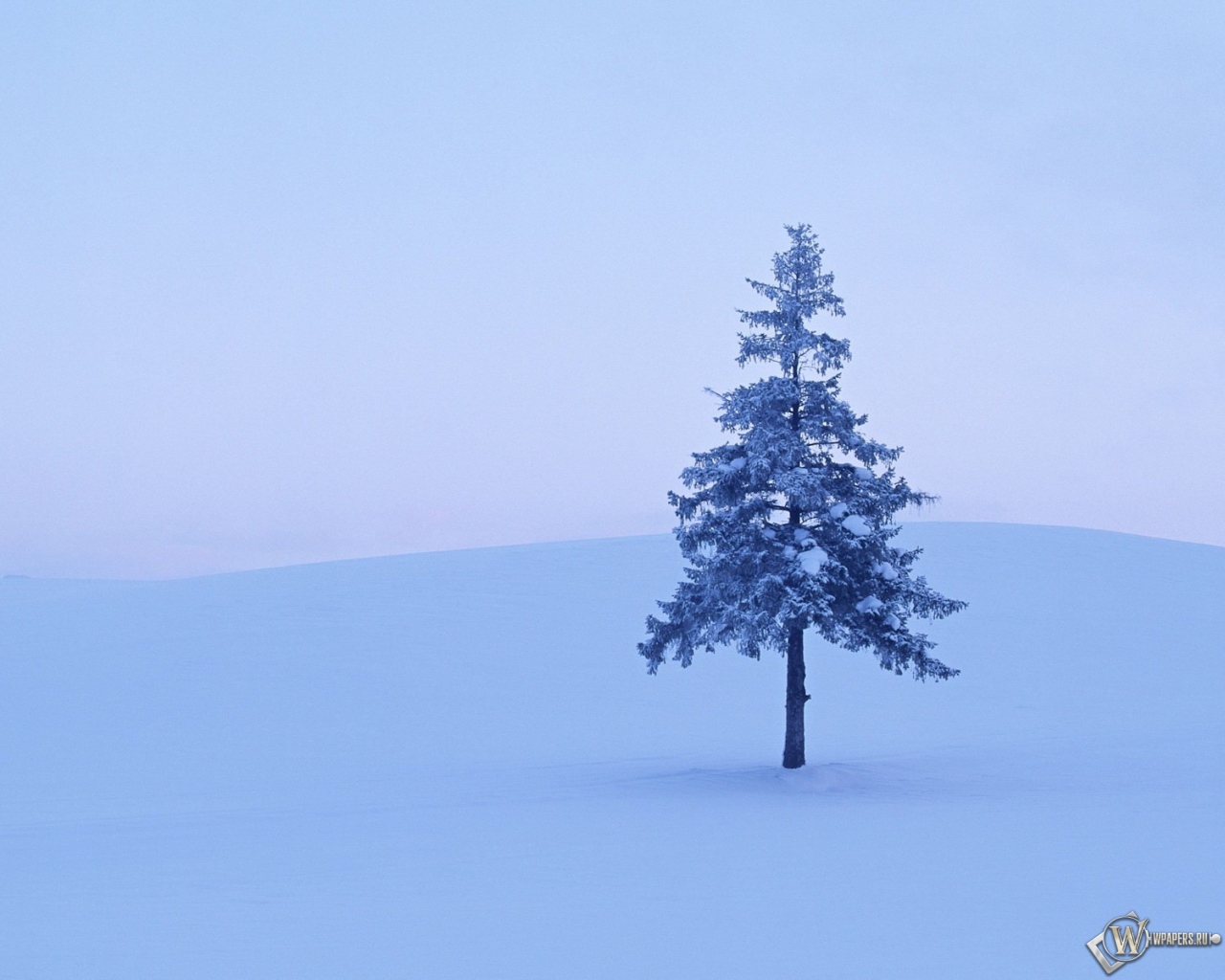 Дерево в снегу 1280x1024