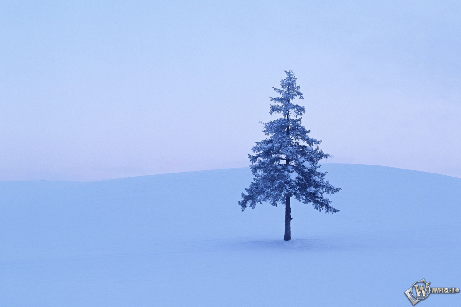 Дерево в снегу 1500x1000