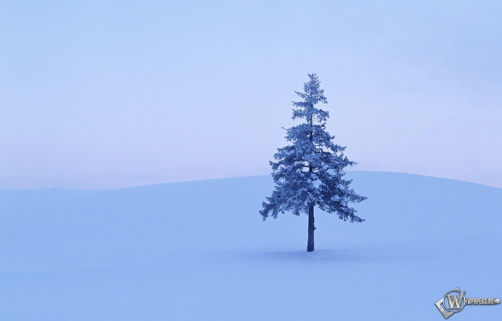 Дерево в снегу 1600x1024