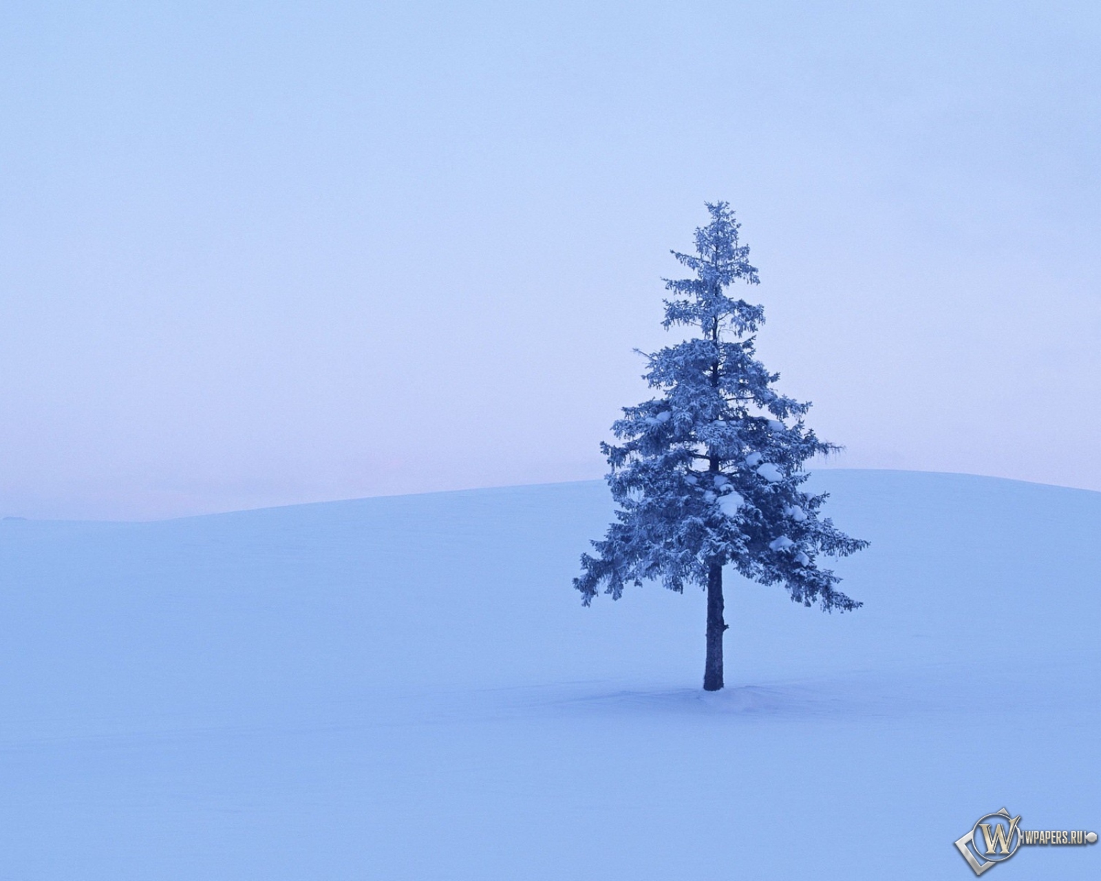 Дерево в снегу 1600x1280