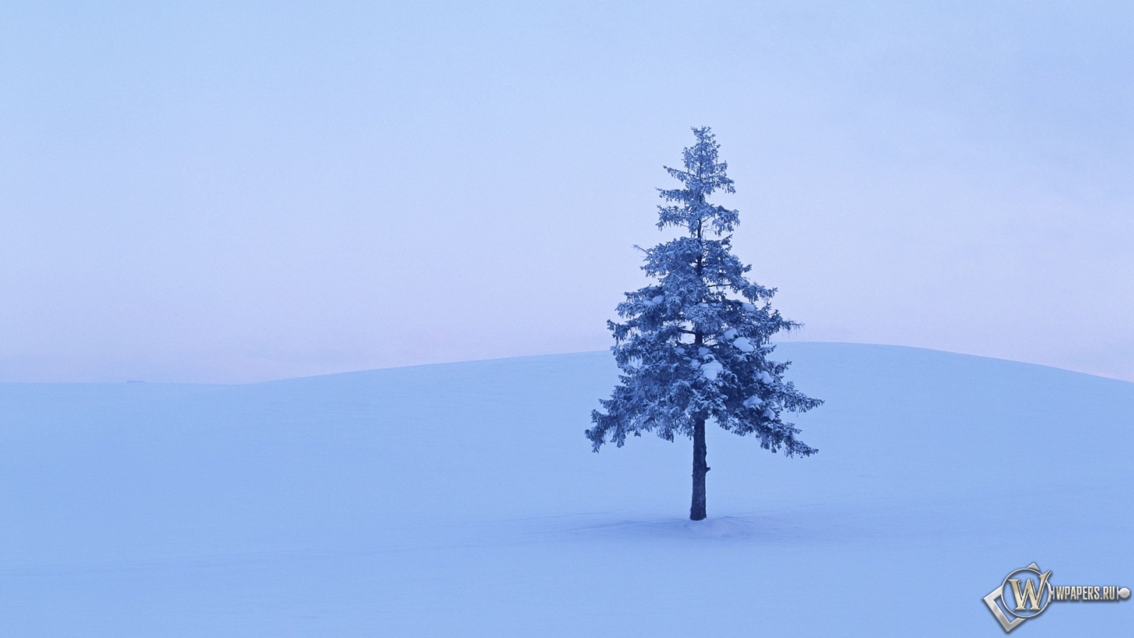 Дерево в снегу 1600x900