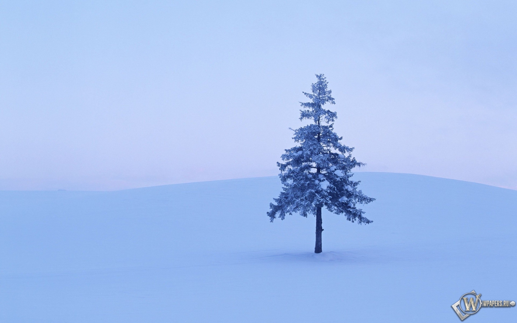 Дерево в снегу 1680x1050
