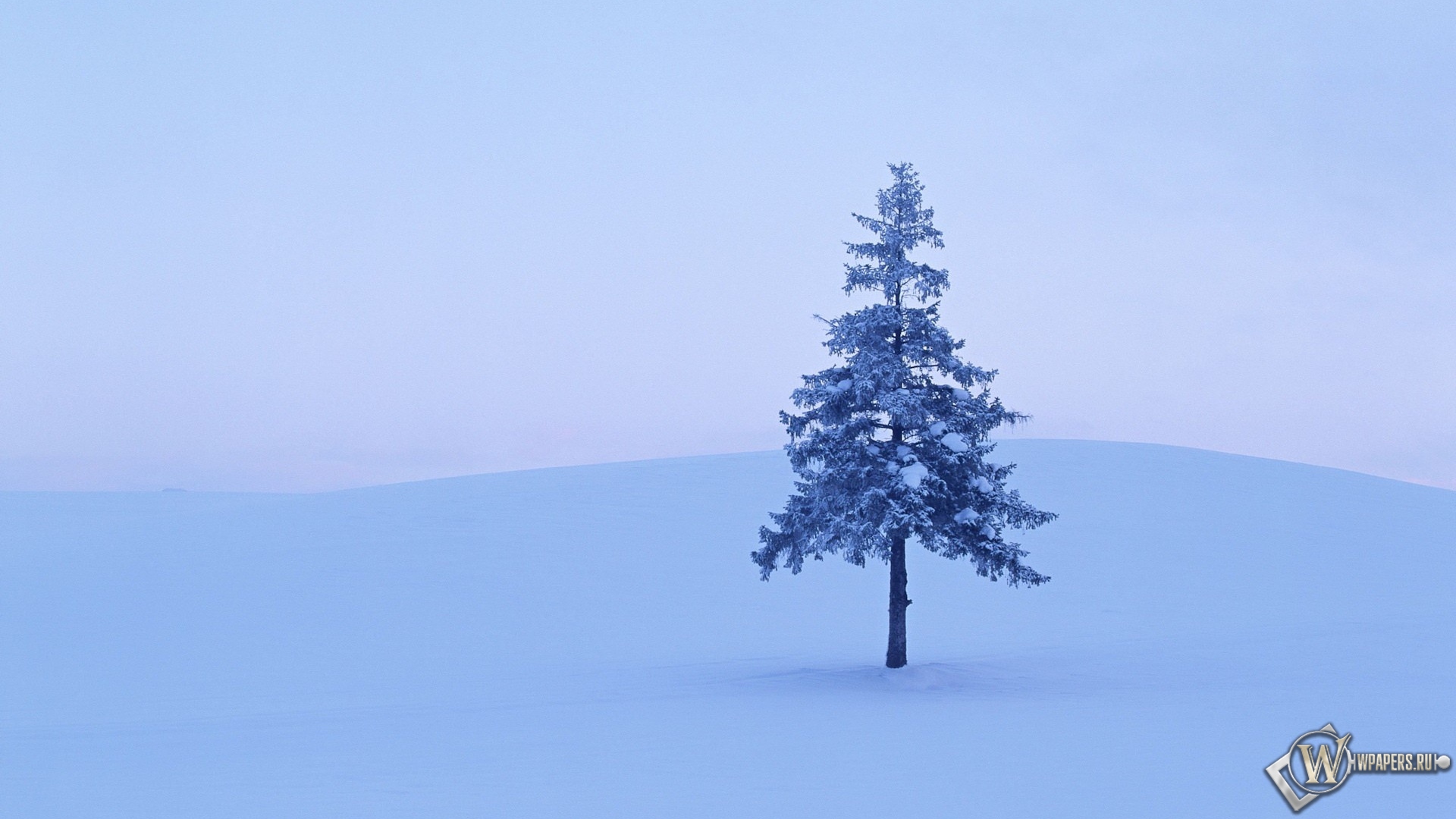 Дерево в снегу 1920x1080