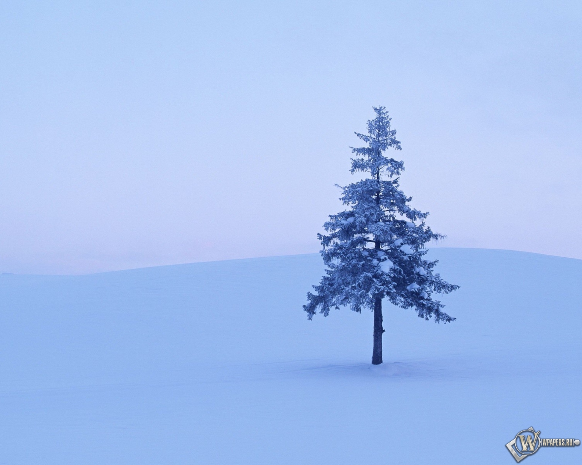 Дерево в снегу 1920x1536