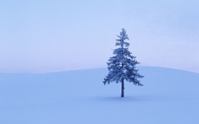 Обои Дерево в снегу: Зима, Снег, Дерево, Деревья