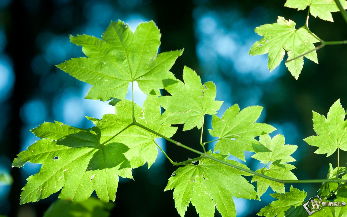 Зелёные кленовые листья 1440x900