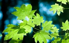Обои Зелёные кленовые листья: Деревья, Природа, Листва, Клён, Листья, Растения, Деревья