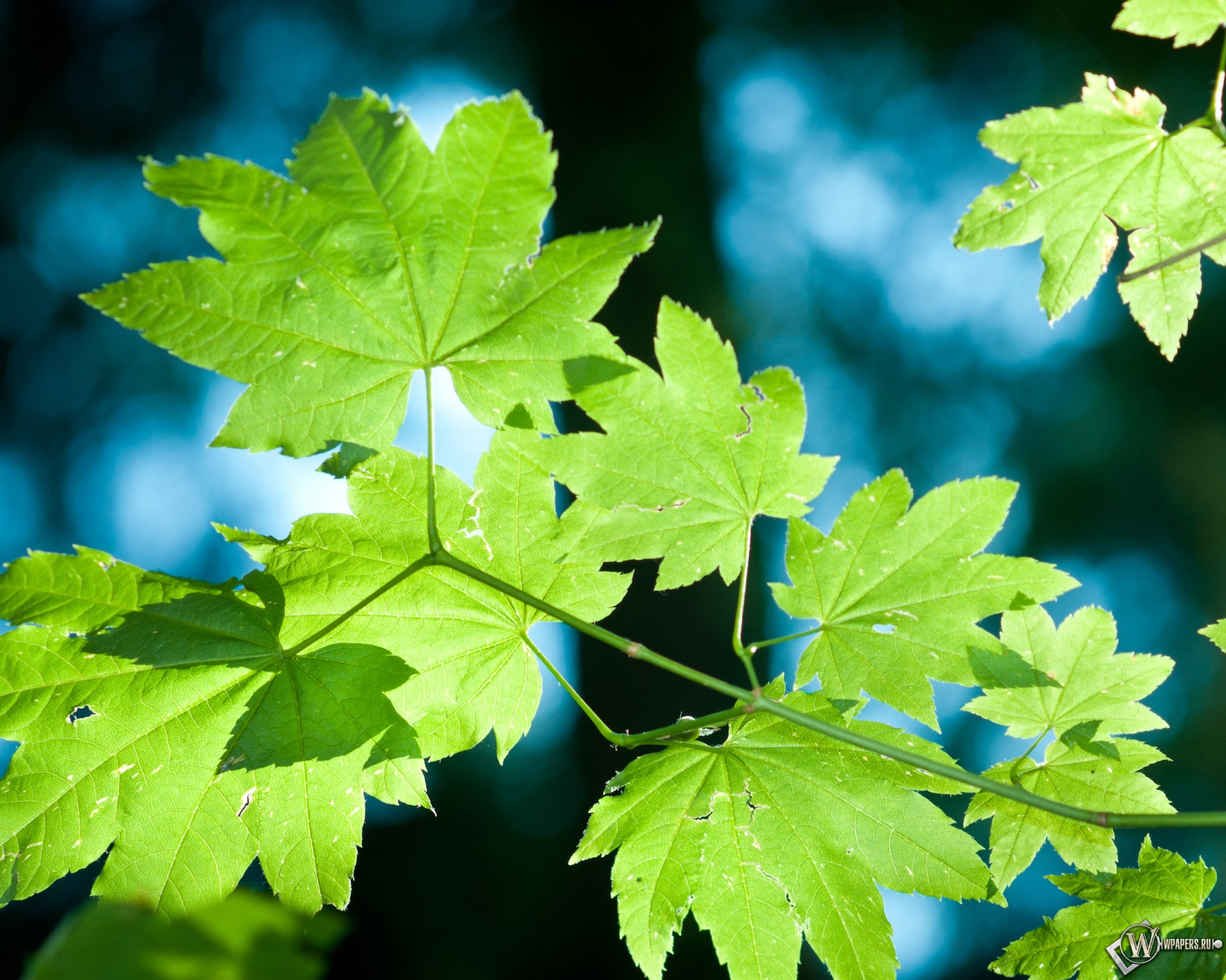 Все листики леса. Клен зеленый. Кленовый лист зеленый фото. Leaves. Постер "клен в лесу".