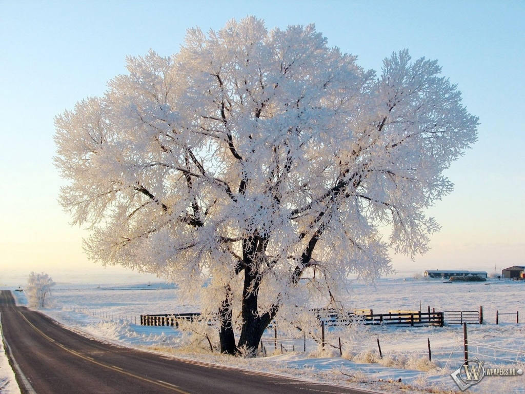 Дерево в снегу 1024x768