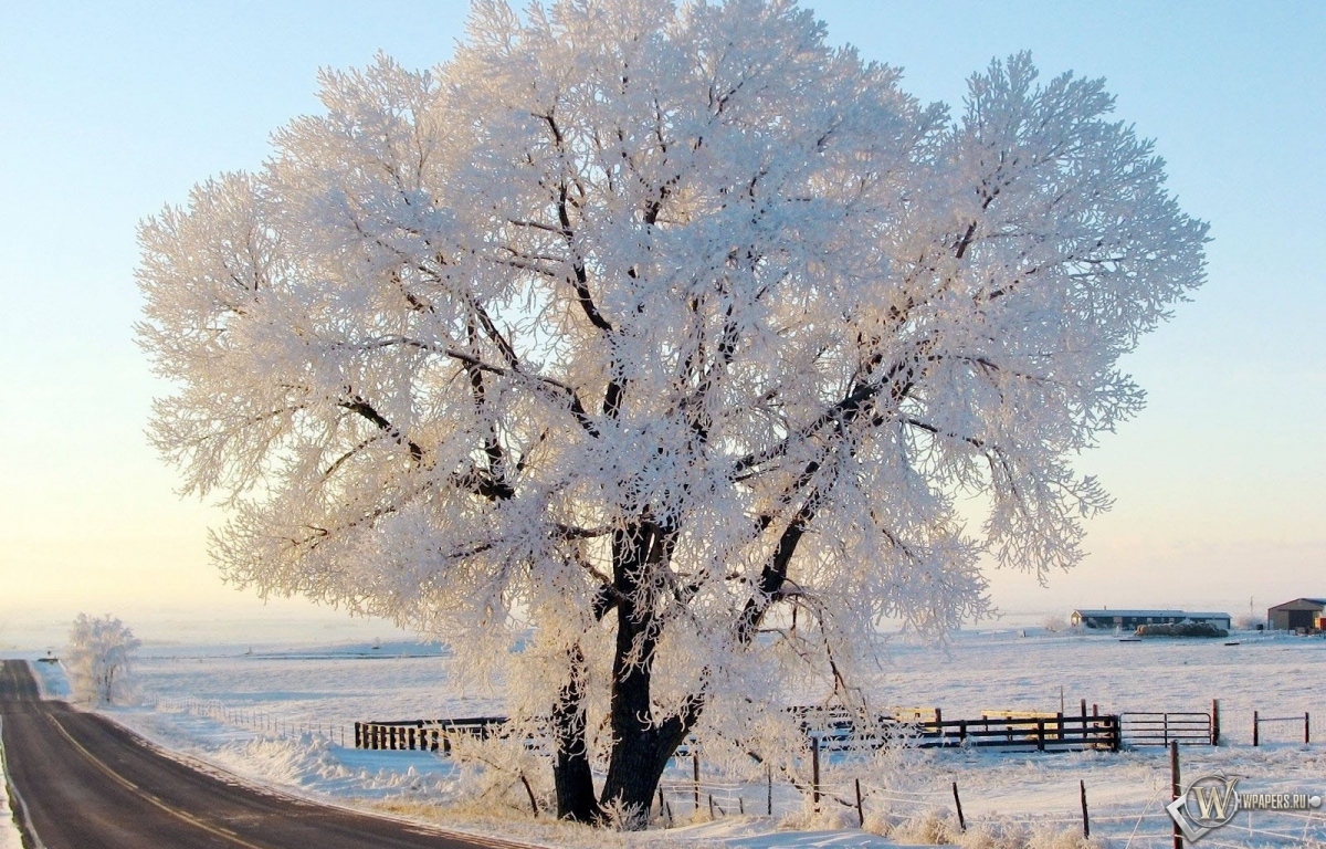 Дерево в снегу 1200x768