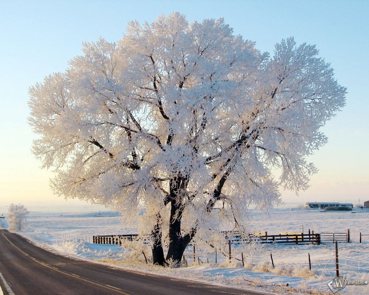 Дерево в снегу 1280x1024