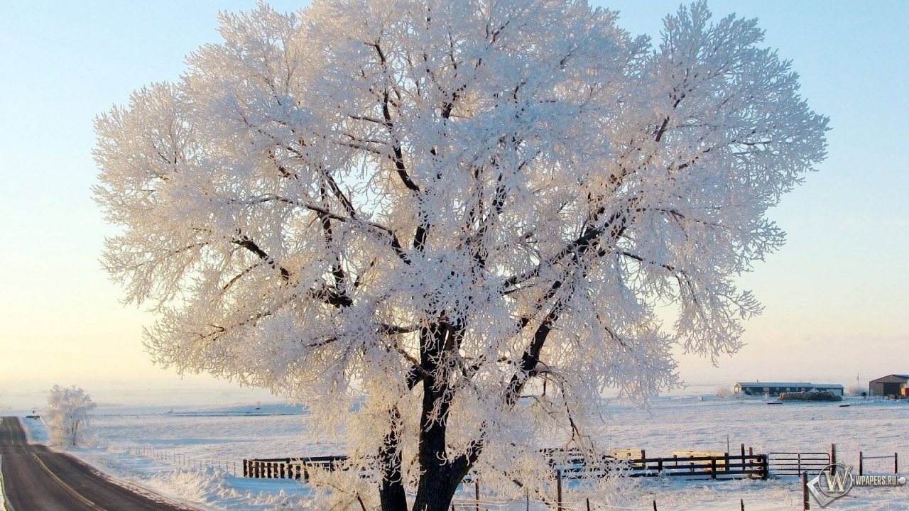 Дерево в снегу 1280x720