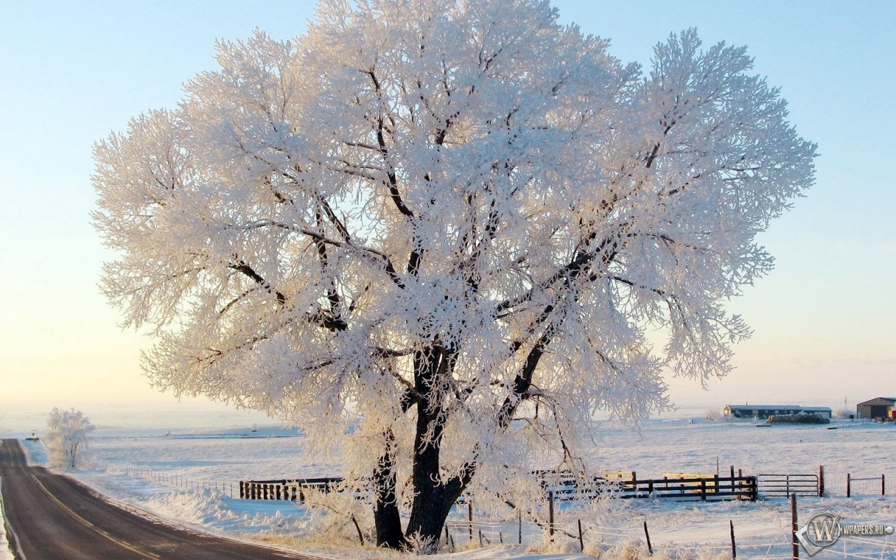 Дерево в снегу 1280x800