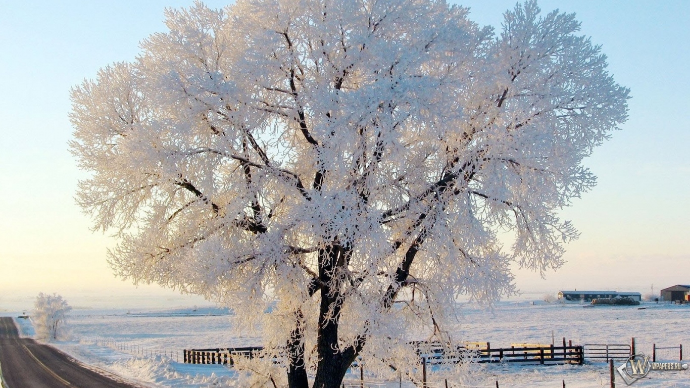 Дерево в снегу 1366x768