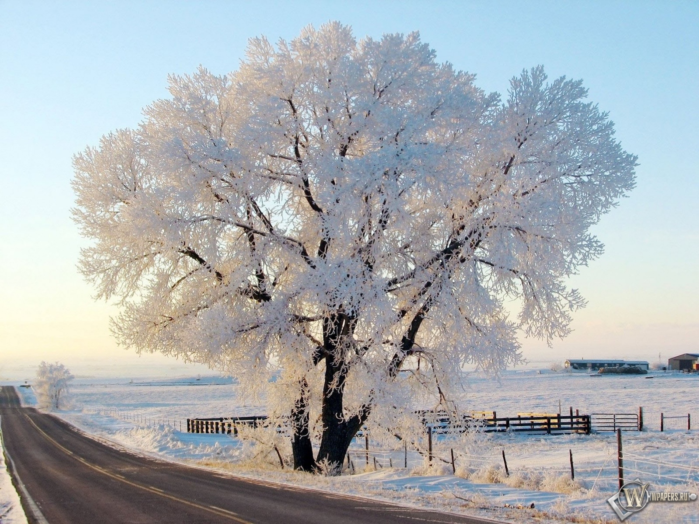 Дерево в снегу 1400x1050