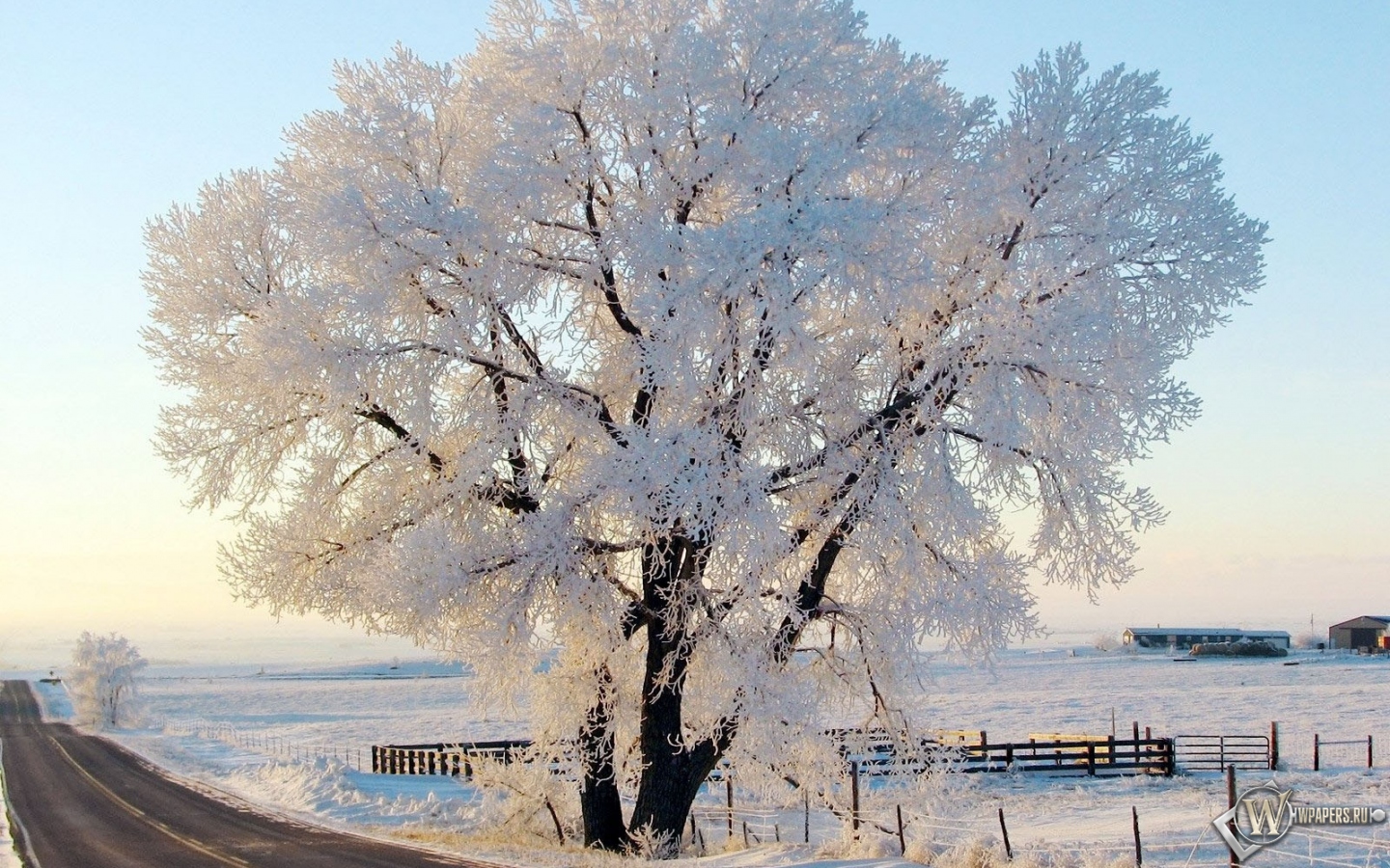 Дерево в снегу 1440x900