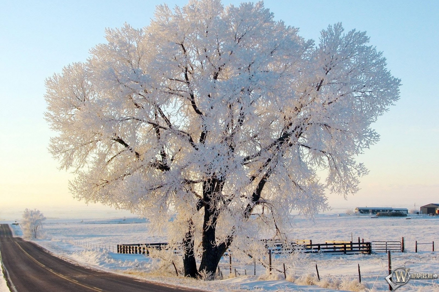 Дерево в снегу 1500x1000