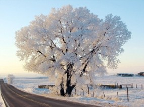 Обои Дерево в снегу: Зима, Дорога, Природа, Иней, Дерево, Небо, Деревья