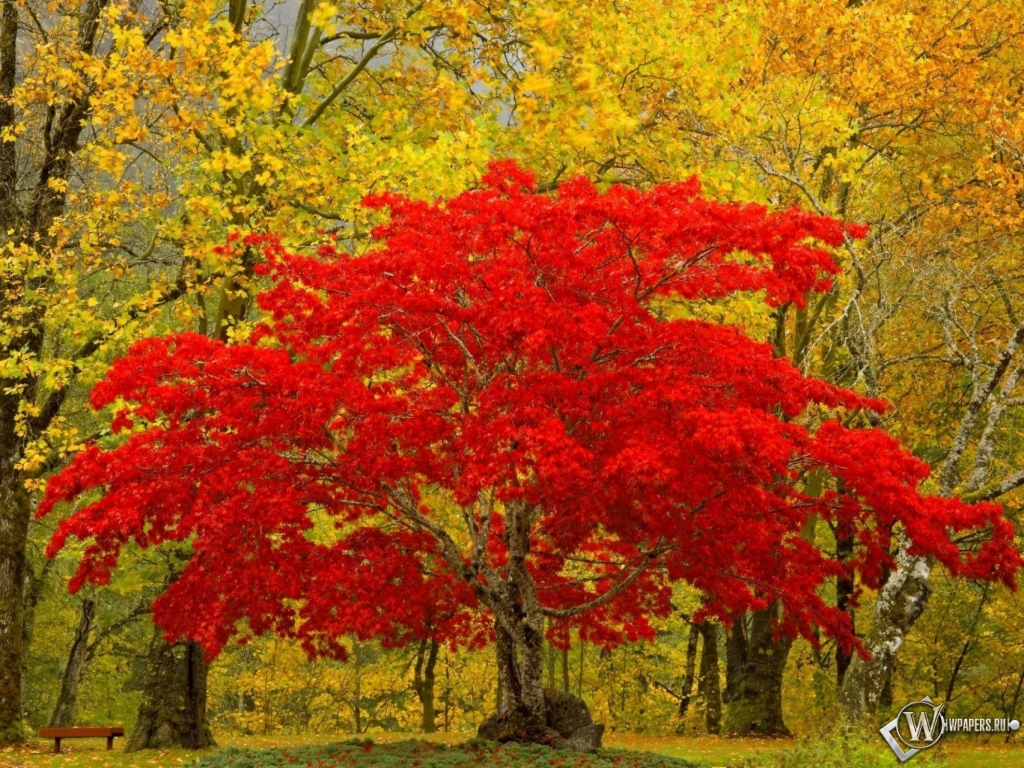 Красное дерево 1024x768
