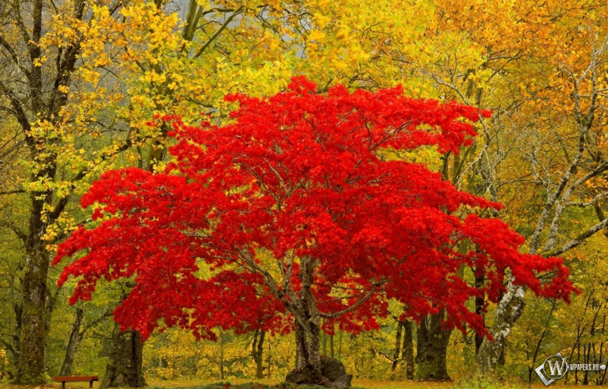 Красное дерево 1200x768
