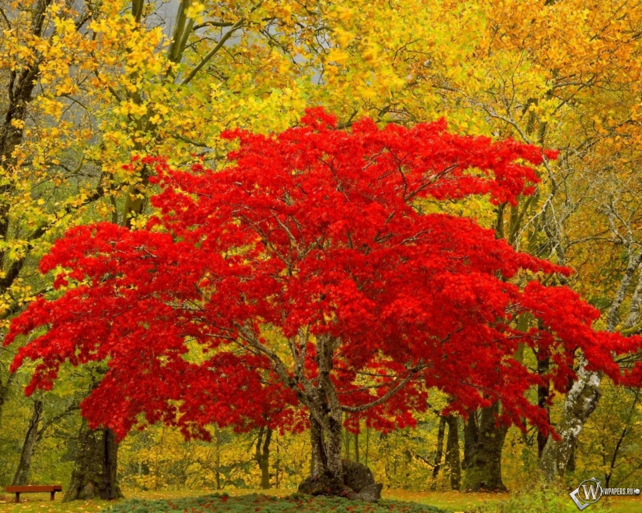 Красное дерево 1280x1024
