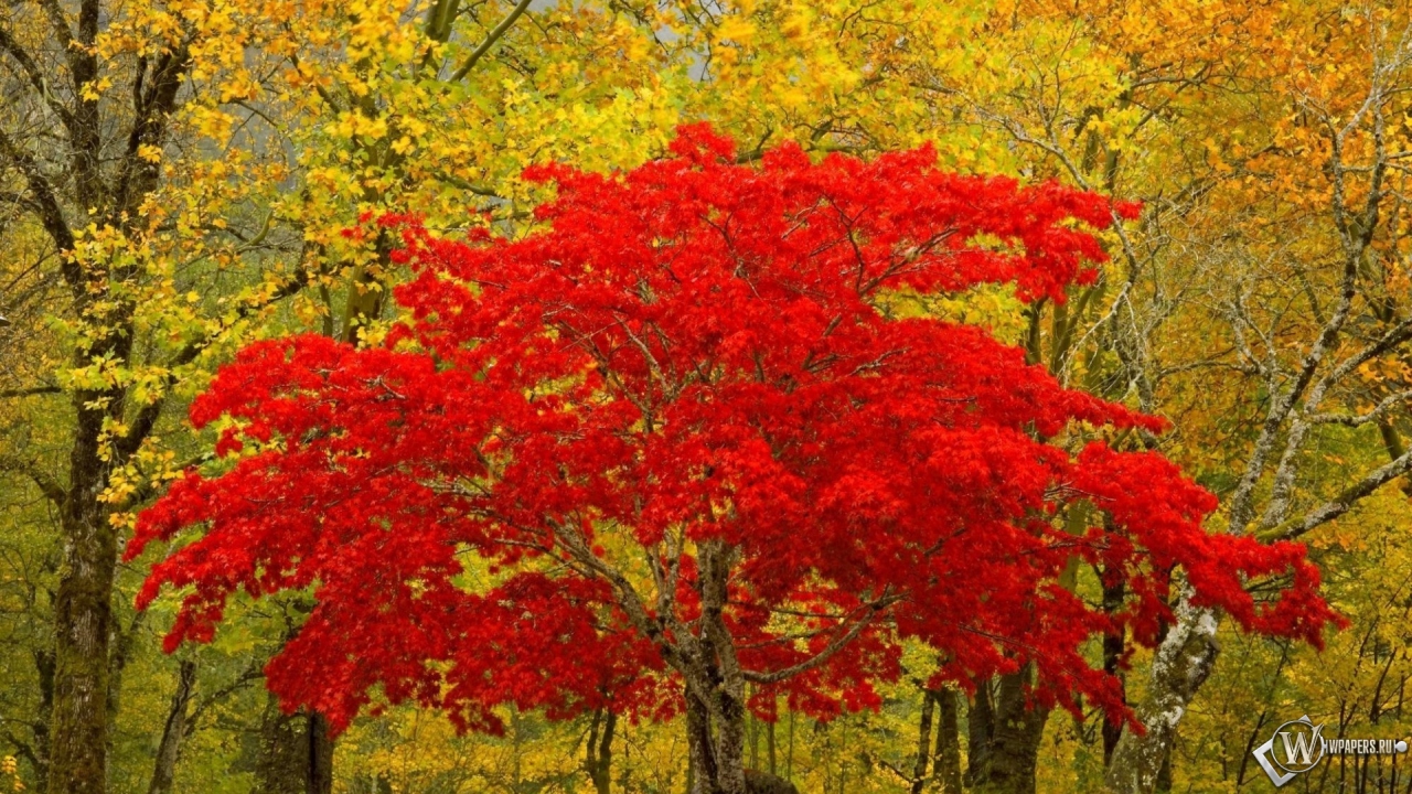 Красное дерево 1280x720
