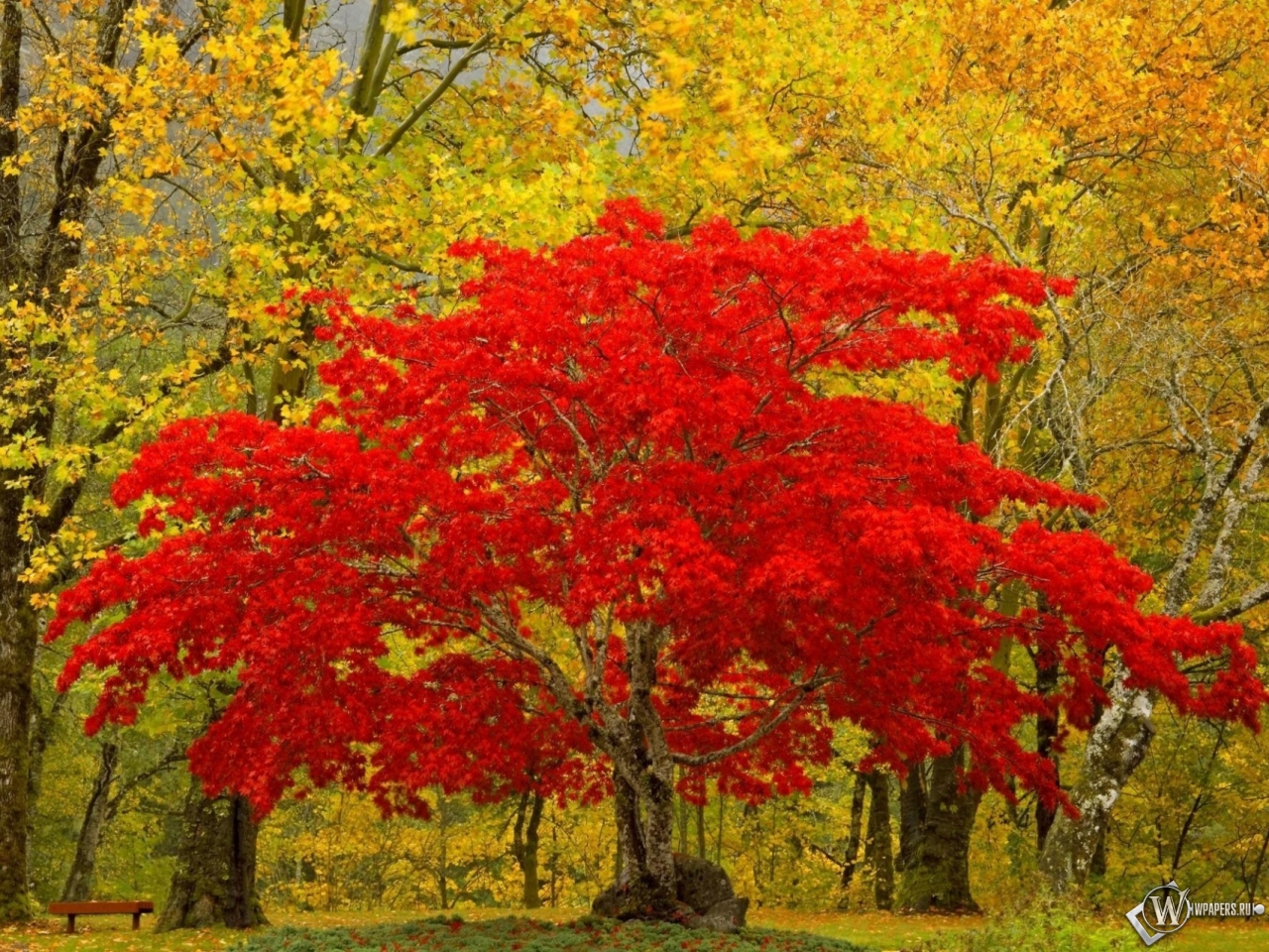 Красное дерево 1280x960