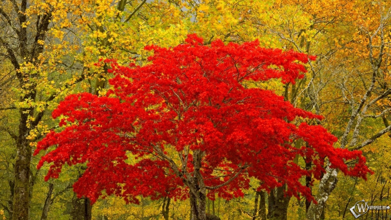 Красное дерево 1366x768