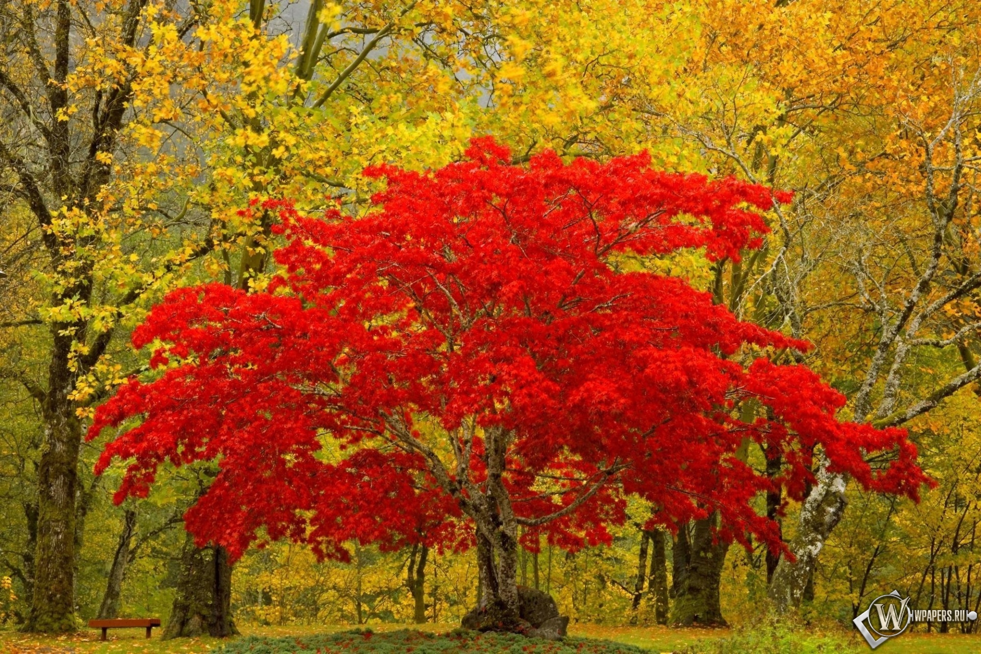 Красное дерево 1920x1280