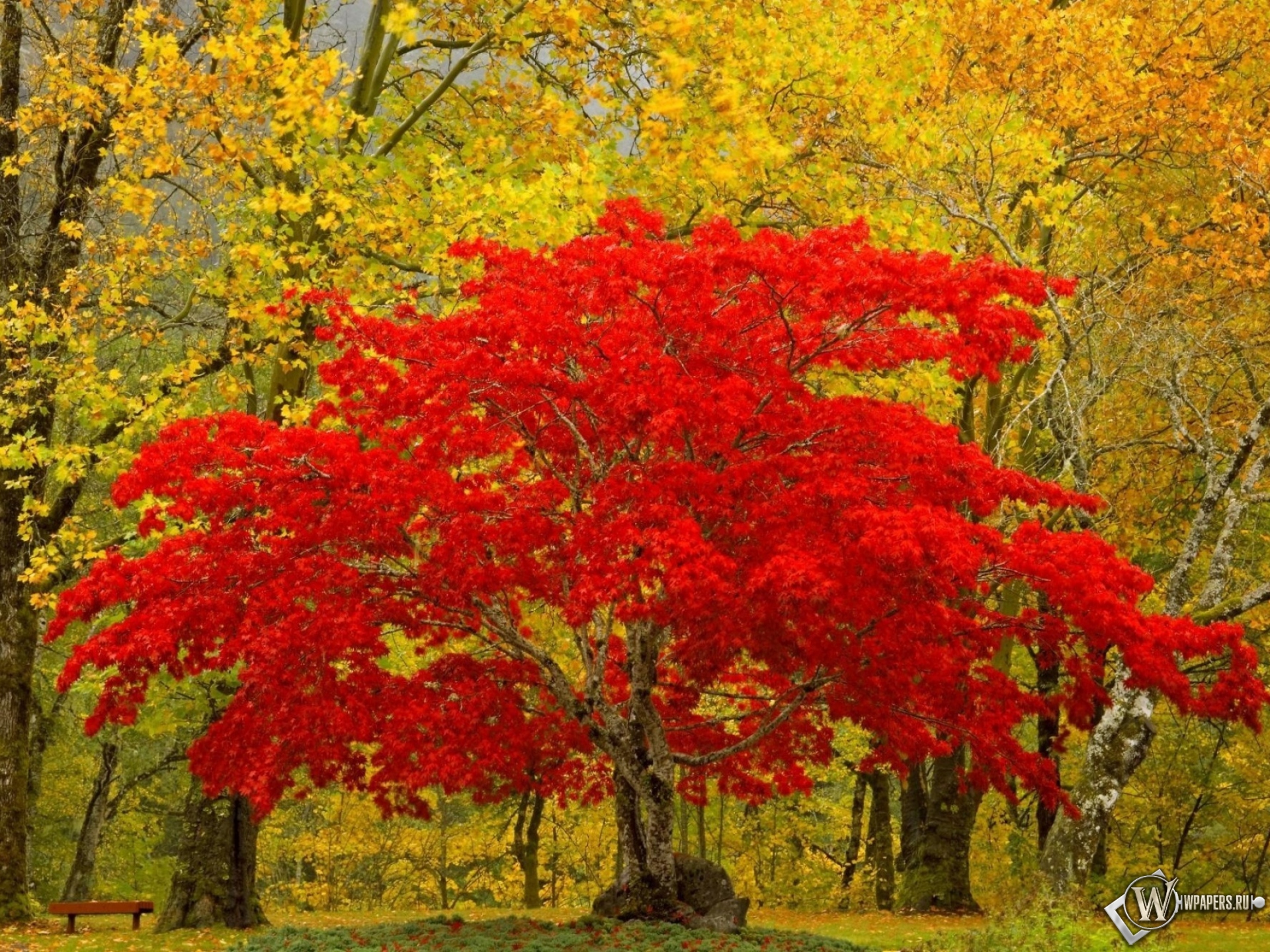 Красное дерево 1920x1440