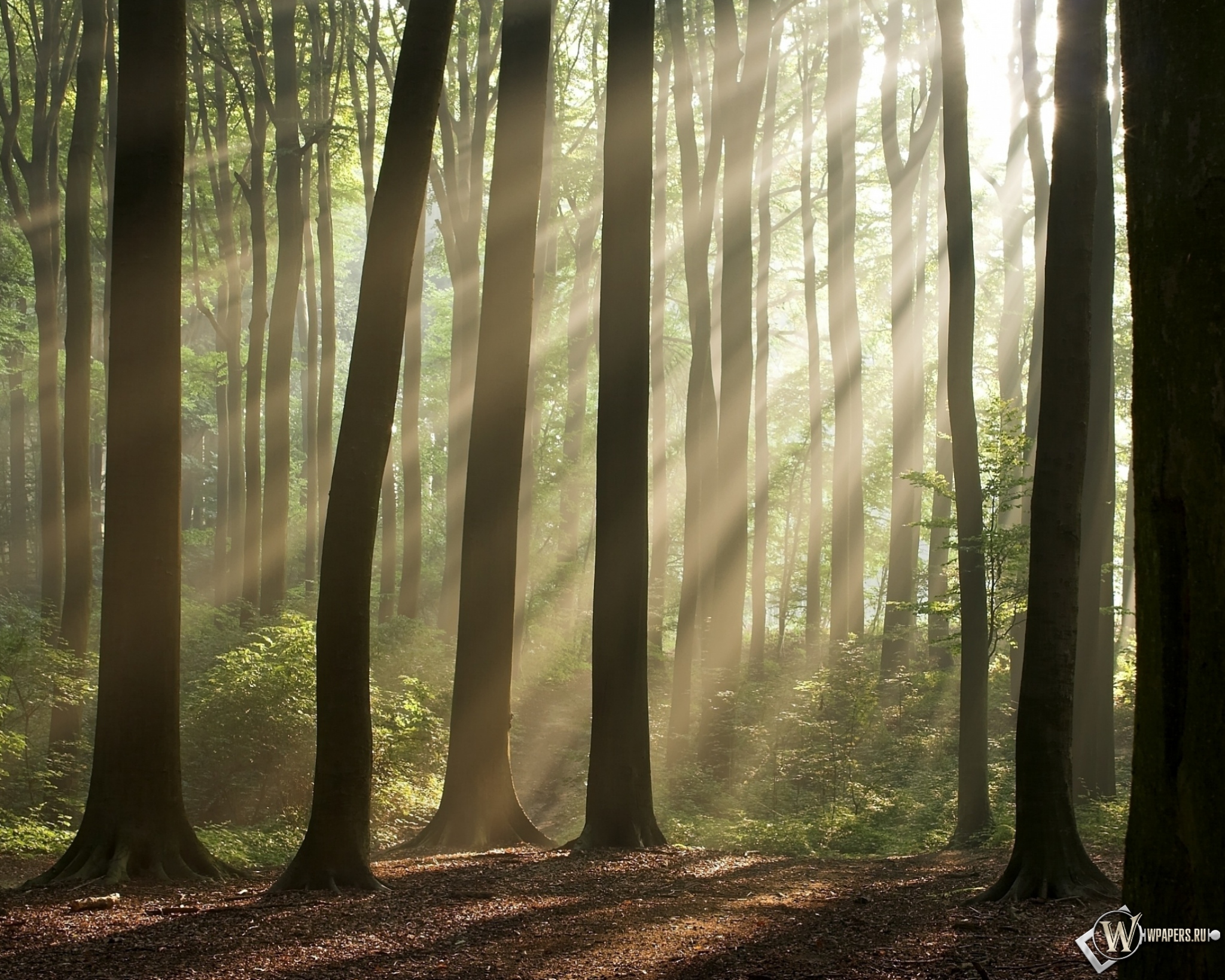 Forest. Лес. Деревья в лесу. Фон леса. Природа лес.