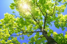 Обои Зелёное дерево: Солнце, Листва, Дерево, Ветки, Деревья