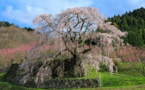 Обои Цветущая сакура: Дерево, Япония, Весна, Сакура, Деревья