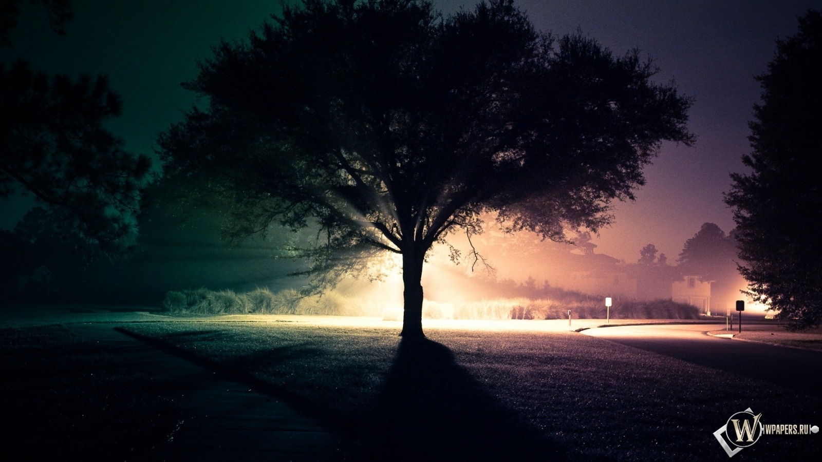 Ночное дерево 1600x900