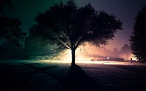 Обои Ночное дерево: Свет, Дорога, Ночь, Дерево, Улица, Деревья