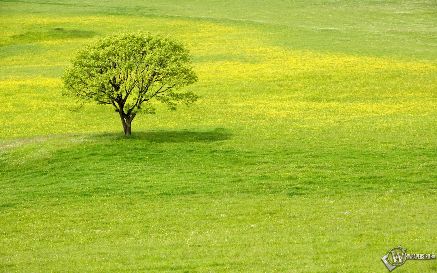 Meadow tree 1440x900