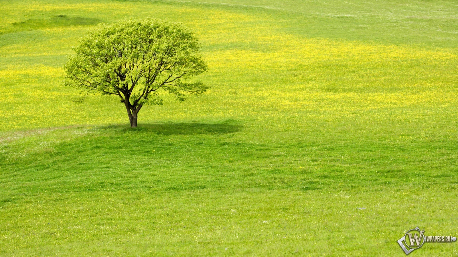 Meadow tree 1600x900