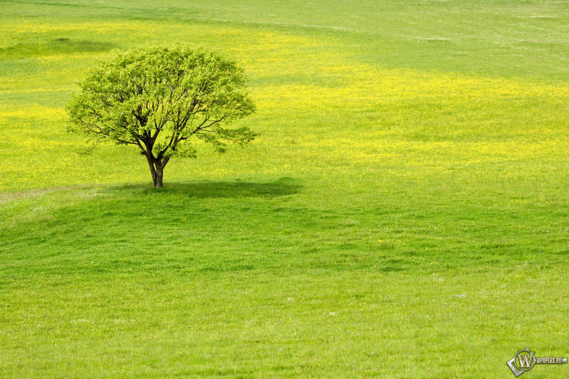Скачать обои Meadow Tree Зелень Дерево Трава для рабочего стола