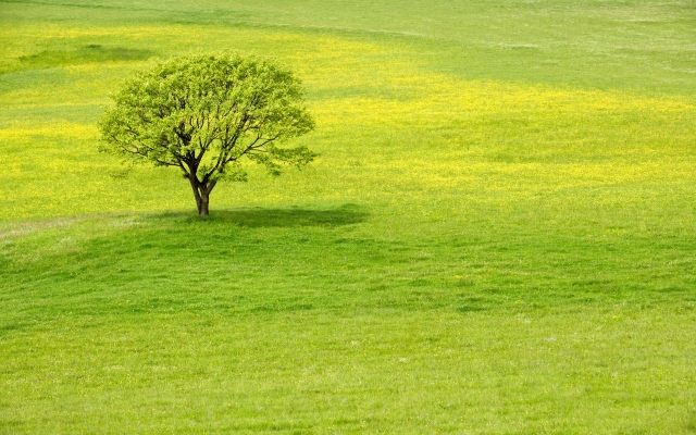 Meadow tree