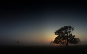 Обои Ранним утром: Туман, Дерево, Небо, Утро, Деревья