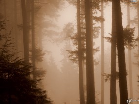 Обои Туман в лесу: Лес, Лес в тумане, Деревья