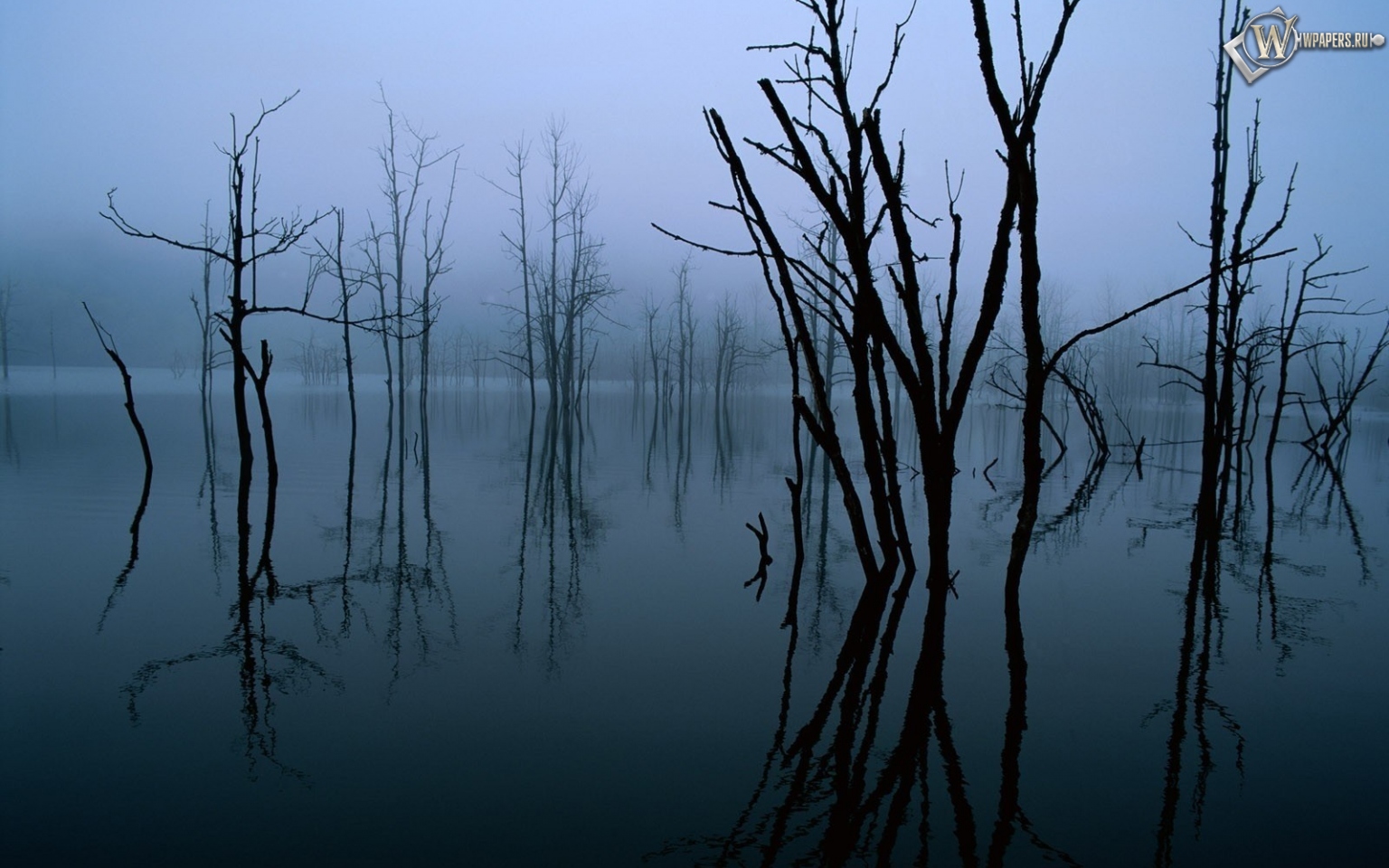 Деревья в воде 1536x960