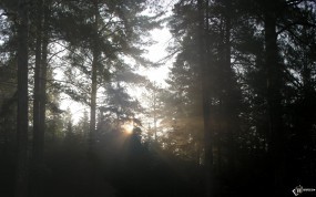 Обои Густой лес: Лес, Лес в тумане, Деревья