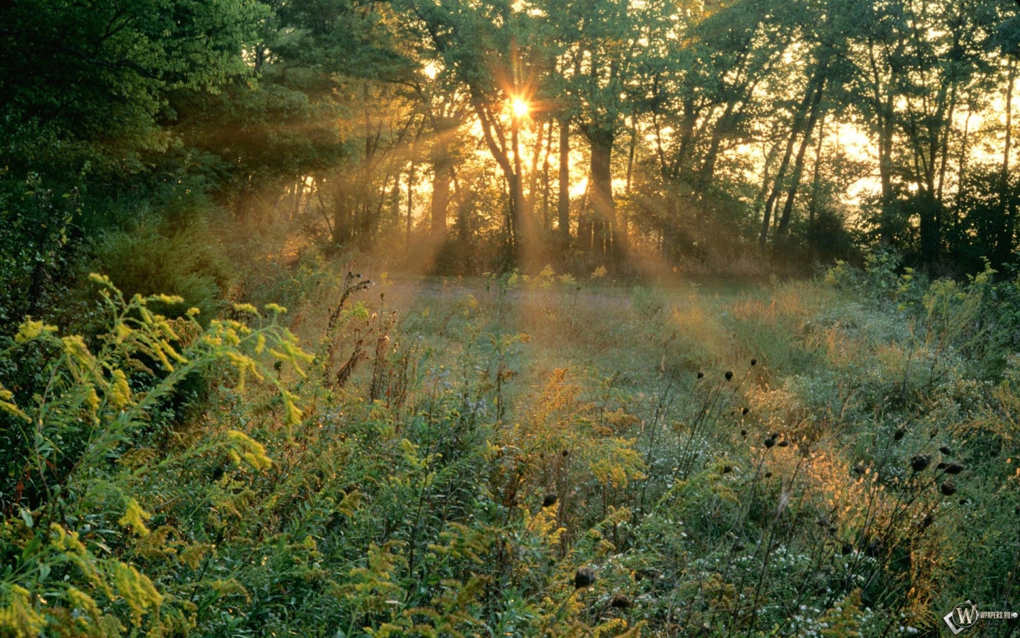 Лучи солнца в лесу 1440x900