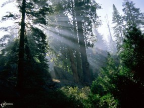 Обои Лучи солнца в лесу: Лес, Деревья, Лучи солнца, Деревья