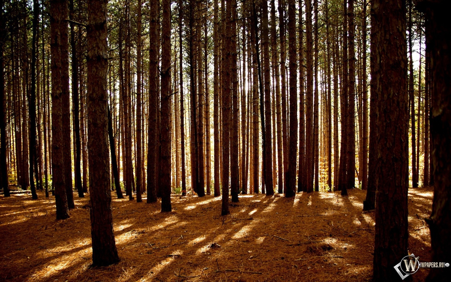 Сосновый лес 1440x900
