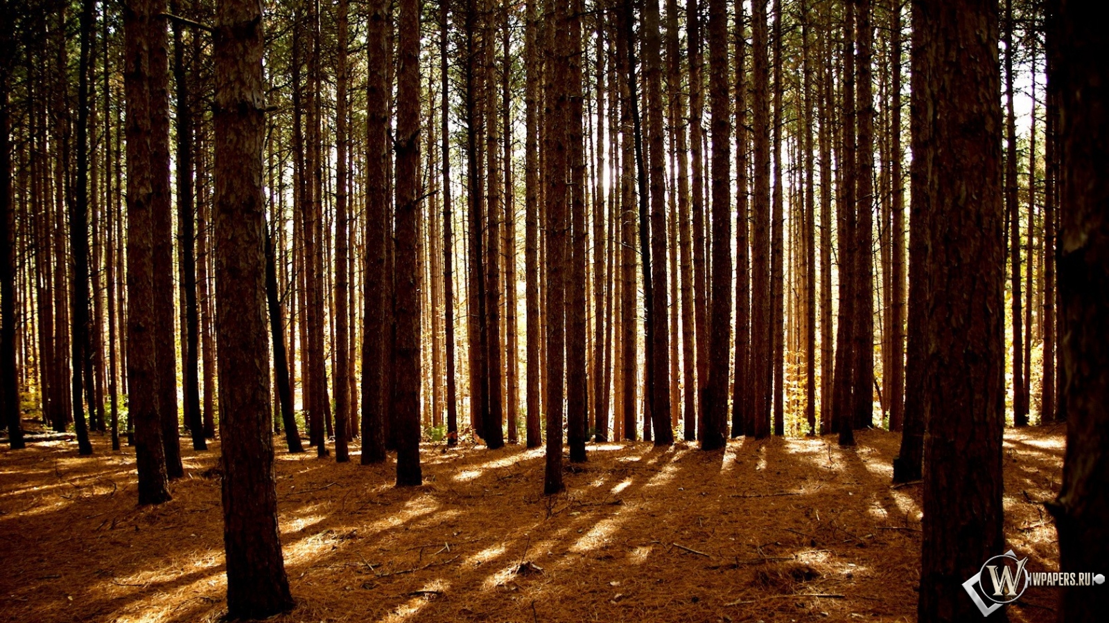 Сосновый лес 1600x900
