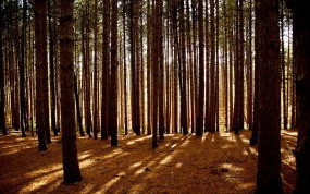 Обои Сосновый лес: Свет, Лес, Деревья, Сосны, Деревья